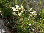 Saxifrage paniculée