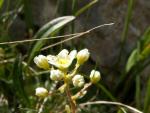 Saxifrage paniculée