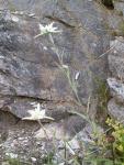 Edelweiss
