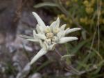 Edelweiss