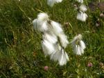 Linaigrette
