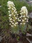 Saxifrage à longues feuilles