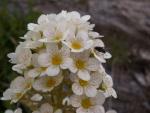 Saxifrage à longues feuilles