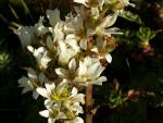 Saxifrage aquatique