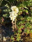Saxifrage aquatique
