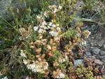 Sedum blanc