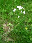 Cardamine des près
