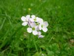 Cardamine des près