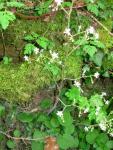 Saxifrage à feuilles en coin