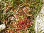 Drosera