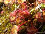 Drosera