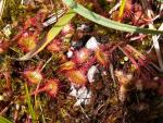 Drosera
