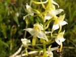 Orchis à deux feuilles
