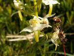 Orchis à deux feuilles