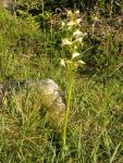 Orchis à deux feuilles
