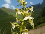 Orchis à deux feuilles
