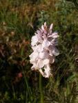 Orchis tacheté
