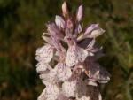 Orchis tacheté