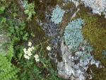 Saxifrage paniculée