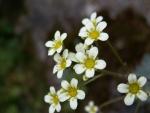 Saxifrage paniculée