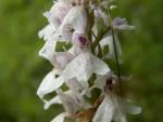 Orchis tacheté