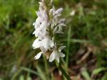 Orchis tacheté