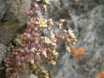 Sedum à feuilles épaisses