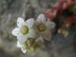 Sedum hirsute