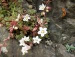 Sedum hirsute