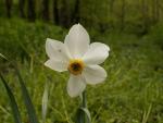 Narcisse