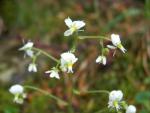 Saxifrage à feuilles en coin