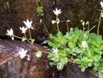 Saxifrage étoilée