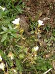 Saxifrage granulée