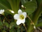 Saxifrage granulée