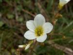 Saxifrage granulée