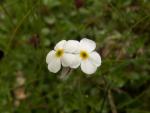 Androsace