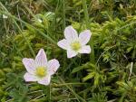 Géranium