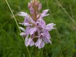 Orchis tacheté