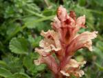 Orobanche