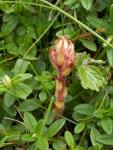 Orobanche