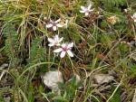 saxifrage cotyledon