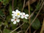 Androsace velue