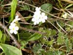 Androsace velue