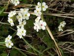 Androsace velue