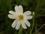 Stellaire holostée
