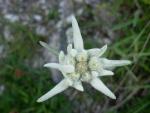edelweiss
