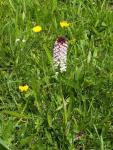 Orchis brûlé