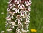 Orchis brûlé
