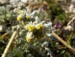 Genepi