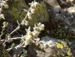 Genepi